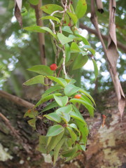 Codonanthopsis crassifolia