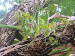 Codonanthopsis crassifolia