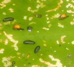 Galerucella nymphaeae