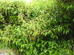 Castanopsis sieboldii