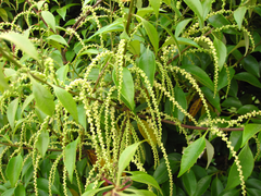 Castanopsis sieboldii