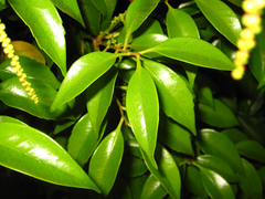 Castanopsis sieboldii