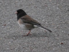 Junco hyemalis