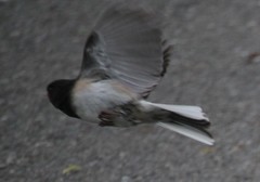 Junco hyemalis