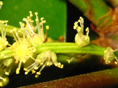 Castanopsis sieboldii