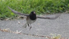 Junco hyemalis