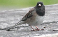 Junco hyemalis