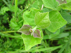 Maclura tricuspidata