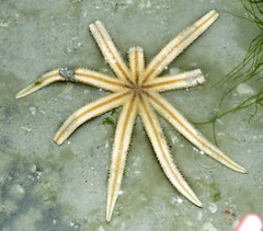 Luidia senegalensis
