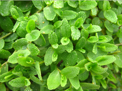 Lobelia chinensis