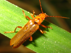 Lycocerus vitellinus