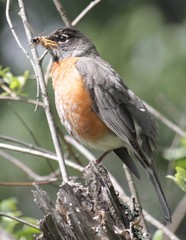 Turdus migratorius