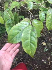 Antidesma platyphyllum