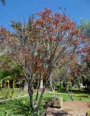 Euphorbia cotinifolia