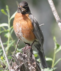 Turdus migratorius