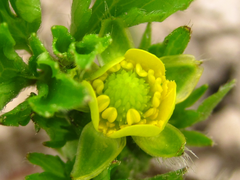 Ranunculus japonicus