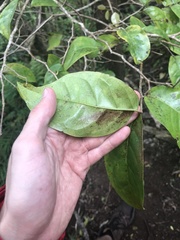 Antidesma platyphyllum