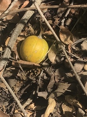 Cucurbita foetidissima