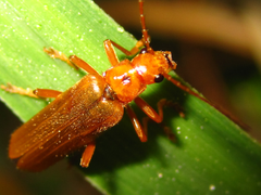 Lycocerus vitellinus