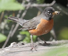 Turdus migratorius