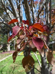 Euphorbia cotinifolia
