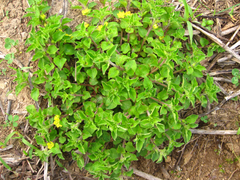 Lysimachia japonica