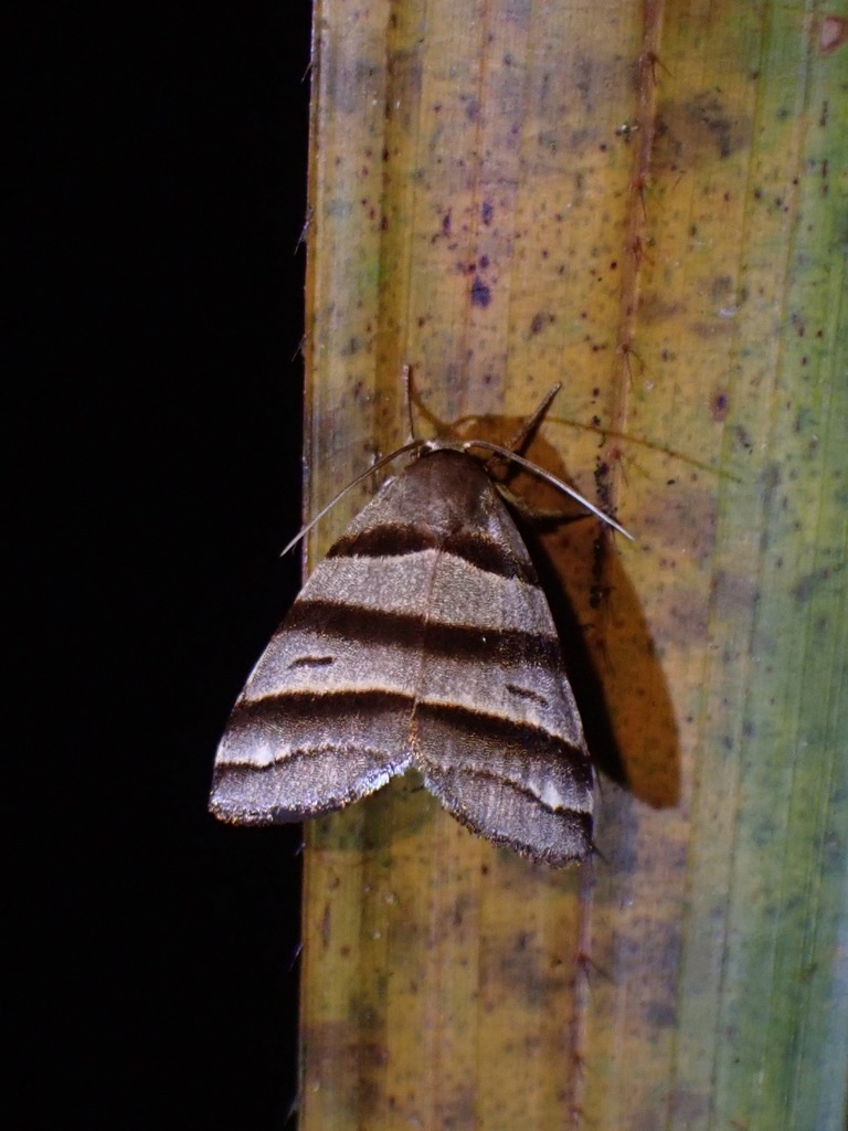 Flammona quadrifasciata