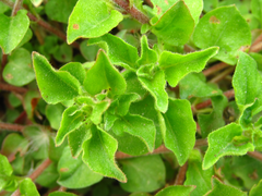 Lysimachia japonica