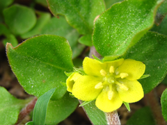 Lysimachia japonica