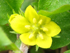Lysimachia japonica