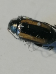 Phyllotreta vittula