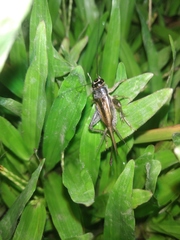 Gryllinae