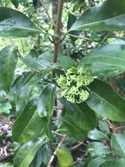 Kadua