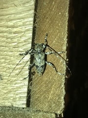 Graphisurus fasciatus