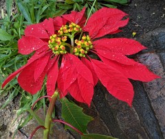 Euphorbia pulcherrima