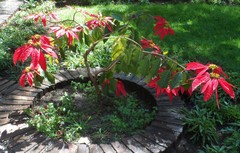 Euphorbia pulcherrima