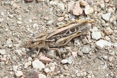 Pardalophora apiculata