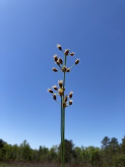 Fimbristylis puberula