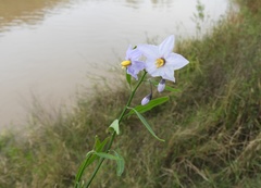 Solanum amygdalifolium