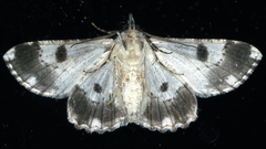 Cleora displicata