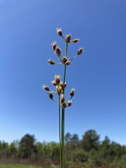Fimbristylis puberula