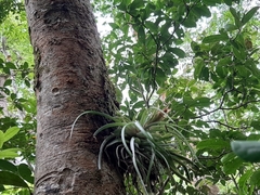 Tillandsia