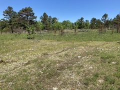 Fimbristylis puberula