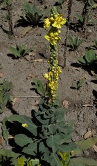 Verbascum