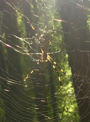 Trichonephila clavata