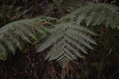 Alsophila leichhardtiana