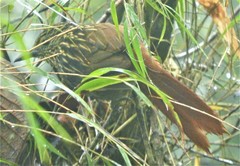 Thripadectes holostictus