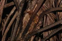 Alsophila leichhardtiana