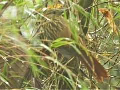 Thripadectes holostictus