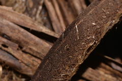 Alsophila leichhardtiana